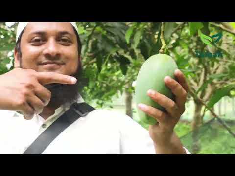 গার্ডেন ফ্রেশ পরিপক্ক বাছাইকৃত আম সরাসরি বাগান থেকে অর্ডার করুন | Taibah BD | তাইবাহ বিডি