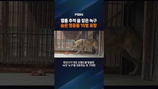 대전시, 오월드 탈출 '늑구' 생포 유공자 15명 표창