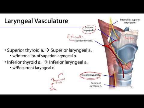 Larynx, Pharynx and CST LO 7 - Laryngeal Neurovasculature