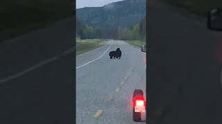 Bears Battle on Highway || ViralHog