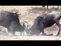 Wildebeest Fighting