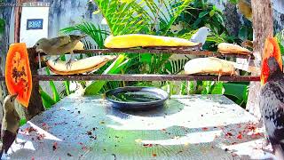 PASSARINHOS SE ALIMENTANDO DE BANANAS E MAMÃO