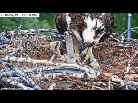 6/7/19 ~ DUNROVIN OSPREY...CHICK FALLS, BITES MOM, ATTACKS SIBLING