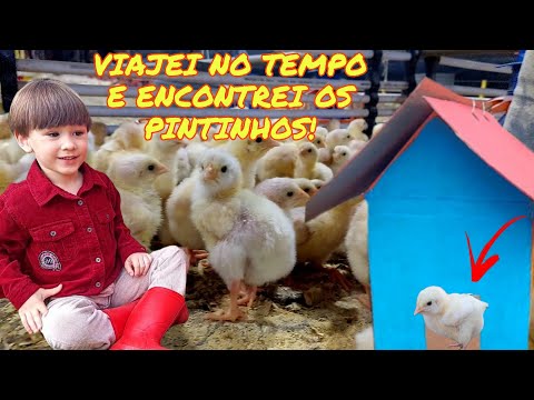 Fazendinha do Felipe | Pintinhos de verdade no Aviário | Viagem na Máquina do Tempo |  Litle Chicken