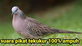 Download lagu suara pikat tekukur betina memanggil jantan mp3