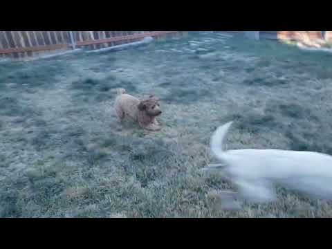 Rasta plays with Kaylene's dog