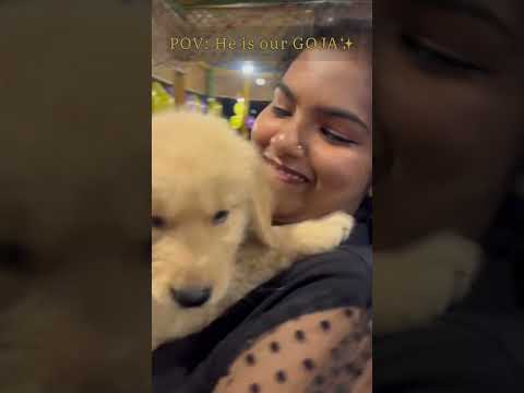 He’s our Goja #subscribe #youtube #viral #youtuber #ytshorts #pets #dog #goldenretriever #subscribe