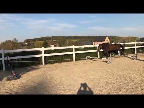 3yo Stute v. Million Dollar x Calando I x Landego