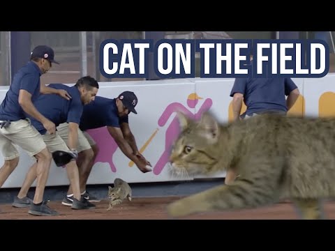 Cat runs onto the field during Yankees game, a breakdown