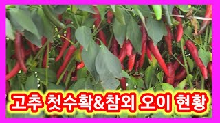 고추 첫수확 &참외,오이 현황 솔림농원 비닐하우스 텃밭 주말농장