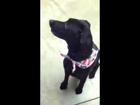 Bowie, an adopted Black Labrador Retriever in Mansfield, OH_image-1