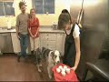Perro dramático alcanza la iluminación