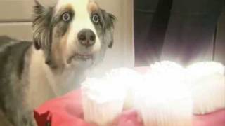 Dramatic Cupcake Dog - Revelation