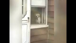 This Is A Very Alert Guard Dog