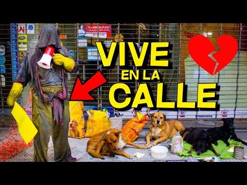 A day with ABDUL, a stray dog ​​protector | #Salta #Argentina