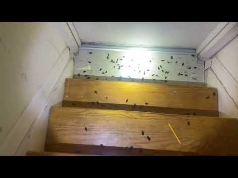 Oriental Cockroaches Infesting Apartment in Old Bridge, NJ