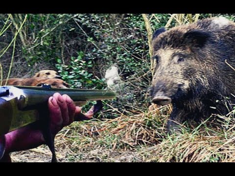 Как охотиться на кабана летом?