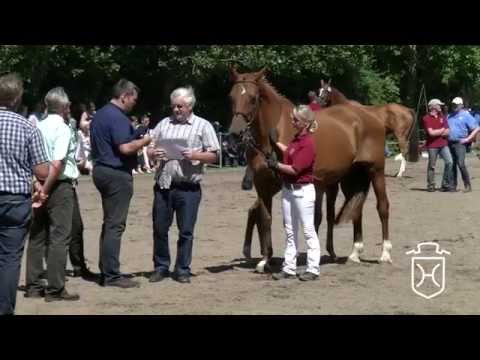 Holsteiner Fohlenchampionat 2014 - Dithmarschen - Hengstring