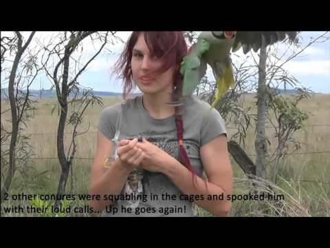 Alexandrine parrot outdoor freeflight