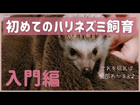 ハリネズミの基本的な飼い方