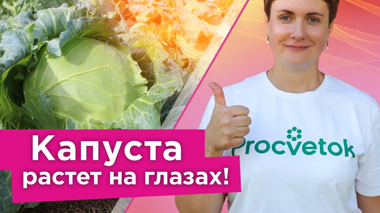 Выращивание и уход