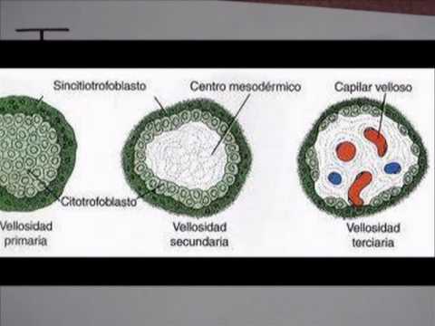 VIDEO HISTOLOGIA 1