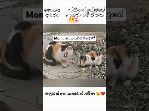 අම්මලා එහෙම තමයි 😟❤️‍🩹 #sorts