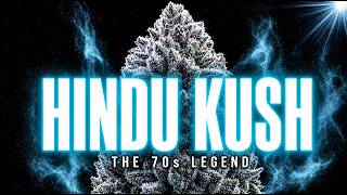 Hindu Kush: The Ancient Strain That Secretly Built Every Indica 