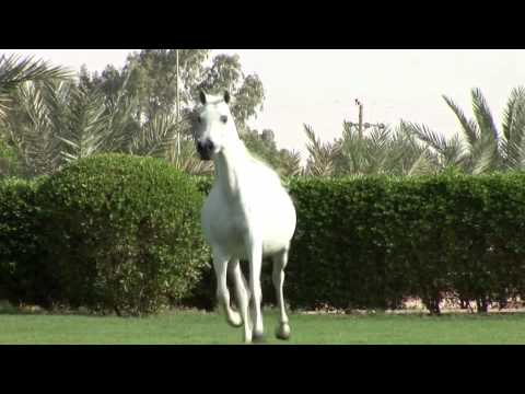 NK YASMINE (ADNAN X HELALA) [HQ]