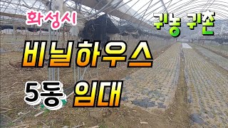 귀농귀촌 복덕방,  비닐 하우스  5동 임대 합니다,수도권 비닐하우스 임대 시골집 전원주택 농막