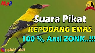 Download lagu Suara Pikat KEPODANG EMAS Paling Cepat Turun. Terbukti Ampuh..!! mp3 Download lagu Suara Pikat KEPODANG EMAS Paling Cepat Turun. Terbukti Ampuh..!! mp3