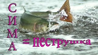 Все о рыбалке в приморском крае по реками