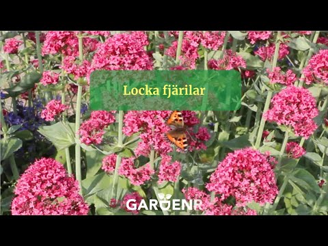 Lockmedel för fjäril - Trädgårdshacks med GardenR