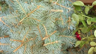 বোবা প্রাণী গুলা আমার গাছ কেটে ফেলে তাই কাটা দিয়ে গাছ কাটা রক্ষা করার উপায় ইনশাআল্লাহ।