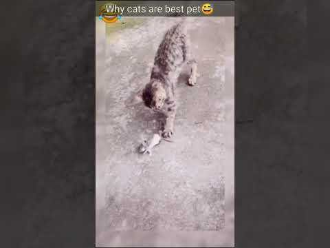 CATS will make you LAUGH YOUR HEAD OFF 😆😹🤣 Funny CAT compilation| #shorts