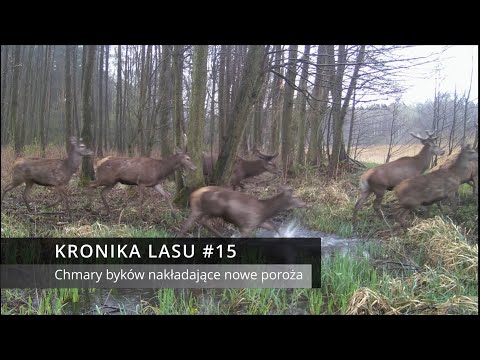 Kronika lasu #15 - Chmary byków nakładających nowe poroże (fotopułapka)
