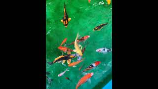 Download lagu Koikarp π π #bgm πππππ mp3 Download lagu Koikarp π π #bgm πππππ mp3