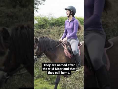 , title : 'Meet the Endangered Exmoor Pony! 🐴 #shorts #pony'