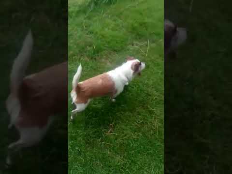 Batson's Happy Dogs video.