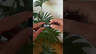 Download lagu How to Set Up Your FitSleeps Pro – Step-by-Step Instruction Guide mp3 Download lagu How to Set Up Your FitSleeps Pro – Step-by-Step Instruction Guide mp3