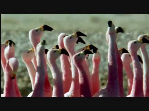 Sheila Chandra - Wings of Dawn