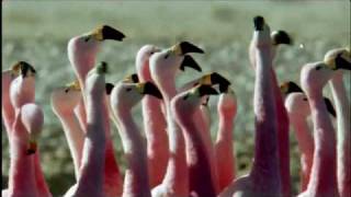 Sheila Chandra - Wings of Dawn