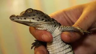 У пари нільських крокодилів у Харківському зоопарку народилися дитинчата