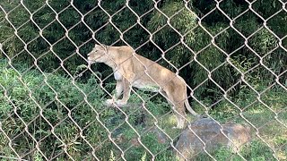 Download the video "The 2 Lions"