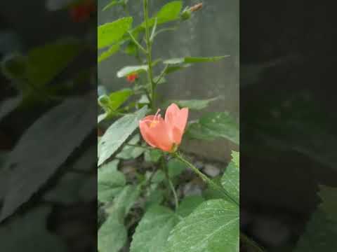 #flowers #youtubeshorts #shorts #subscribe #viral #muditawork