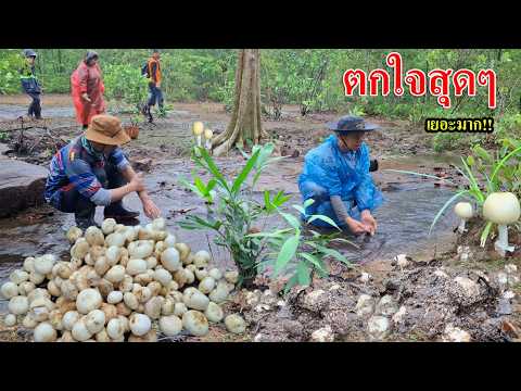 So many!! I've never found this many before. I found so many Thob mushrooms! So exciting! They're...