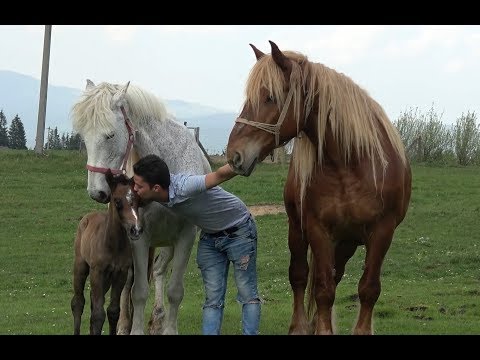 Caii lui Bogdan de la Belis, Cluj 30 apr 2018