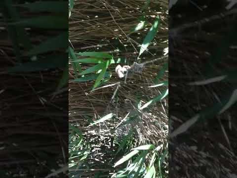 Spider attack, hunting for dinner