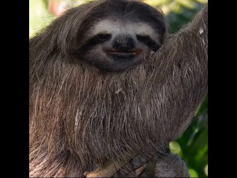 brother I desire speed