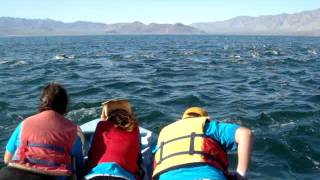 preview picture of video 'Huge Dolphin Pod in Bahia de los Angeles'